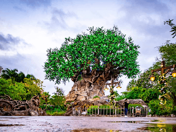 Animal Kingdom